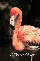 Tickled Pink - Caribbean Flamingo (juvenile)