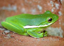 Waiting To Be Kissed - Green Treefrog