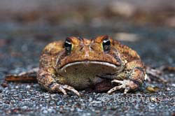 Mr. Toad