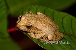 Leaf Hopper - Spring Peeper