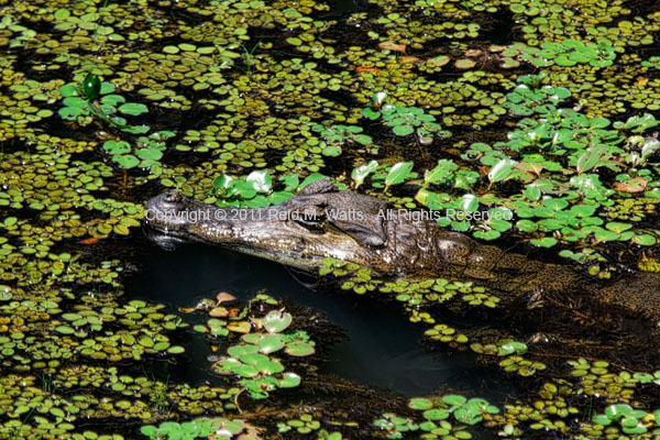 Caiman Island - Amazonian Caiman