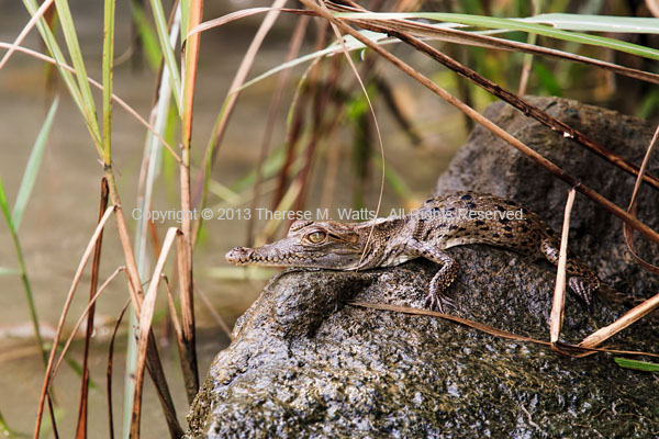 Mini Croc - Crocodile Hatchling, Panama