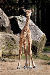 A Little Wobbly (11 day old baby boy giraffe, Lewis)