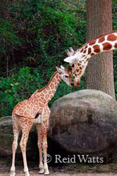 Precious Moment (1 month old baby girl giraffe and mom)