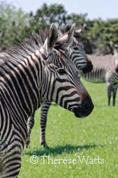 Racing Stripes