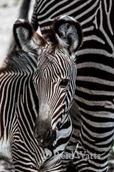 Mini Barcode - Baby Grevy's 