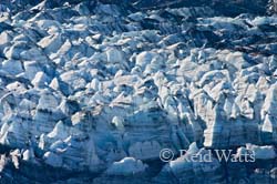 Reid Glacier, Glacier Bay NP
