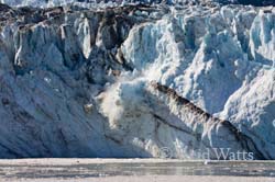 Johns Hopkins Glacier Calving, Glacier Bay NP