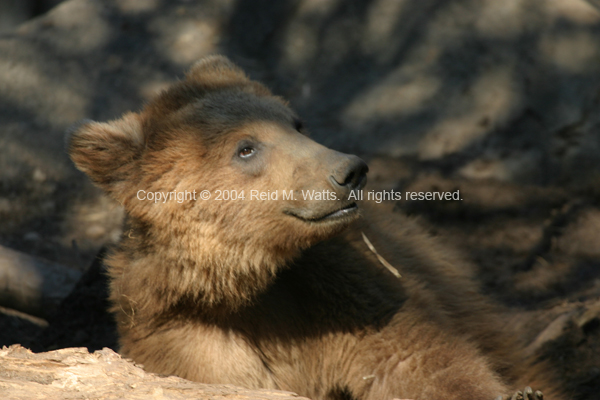 Laid Back Grizzly