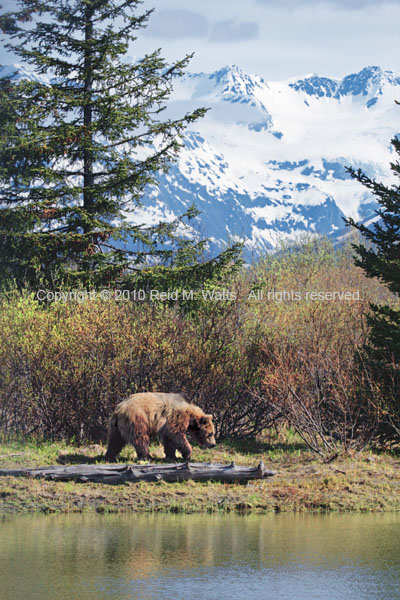 Alaskan Spring