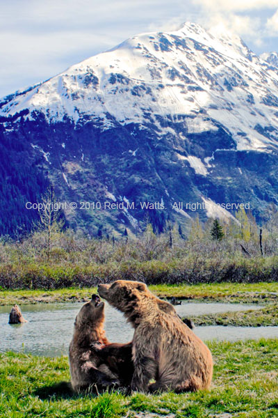 Alaskan Spring