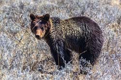 Boo Boo - Brown Bear Yearling