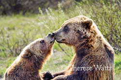 Spring Fever - Kissing Brown Bears