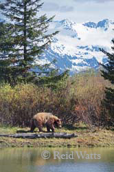 Alaskan Spring - Grizzly Bear Scenic
