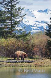 Alaskan Spring - Grizzly Bear Scenic