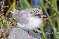 Arctic Tern Chick