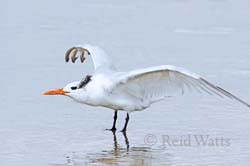 Royal Tern