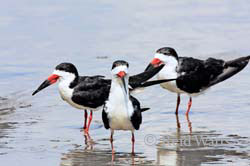 Black Skimmers