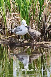 Mew Gull with baby, Alaska