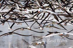 Black Skimmers