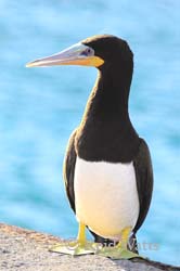 Brown Booby