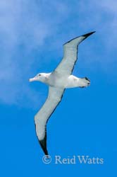 Wandering Albatross