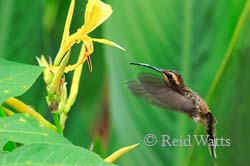 Streak-Throated Hermit Hummingbird