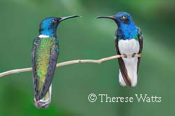 White-Necked Jacobin Hummingbirds