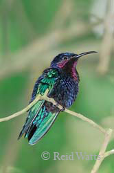 Purple-Throated Carib