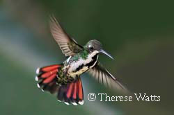 Black-Throated Mango Hummingbird