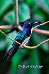 White-Necked Jacobin Hummingbird