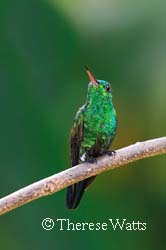 Green-Throated Carib Hummingbird