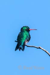 Glittering Bellied Emerald Hummingbird