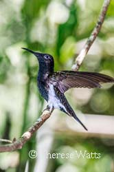 Black Jacobin Hummingbird