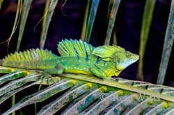 Water Walker - Basilisk Lizard (aka Jesus Lizard)