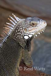 Sixth Sense - Green Iguana