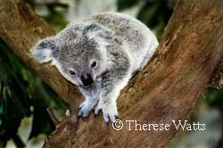 First Steps - Baby Koala (Joey)