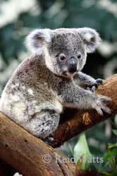 "Young Oliver" - Baby Koala