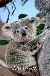 "Outback" - Baby Koala (Owen)