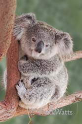 Snuggles - Baby Koala (Joey)