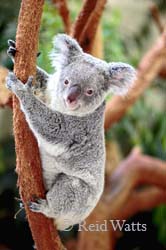 Lottie - female koala