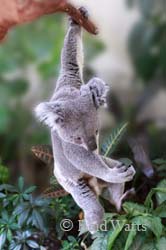 The Swinger - male koala (Jimmy)