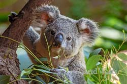 "Tasty" - Koala