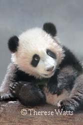 Po Bear - Baby Panda