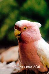 Cookie Cockatoo - Major Mitchell's Cockatoo