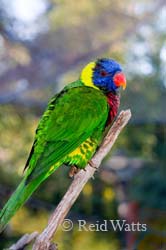 Blue In The Face - Rainbow Lorikeet