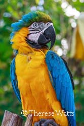 Got Gold? - Blue and Gold Macaw