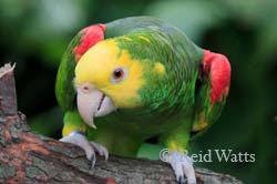 The Look - Amazon Parrot