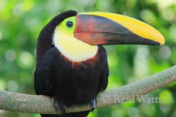 Carefree and Happy - Chestnut Mandibled Toucan