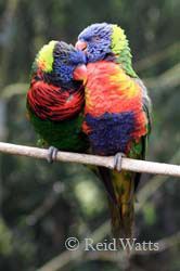 Lean On Me - Rainbow Lorikeet